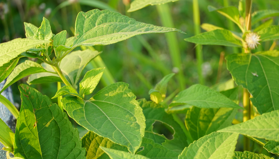 诸侯快讯(中国游)官方网站